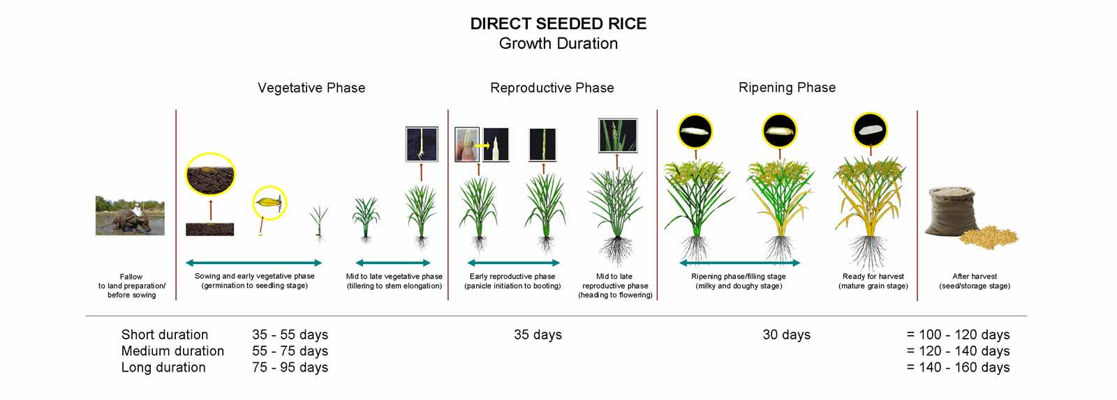 Food Security Rice